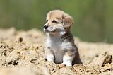 CORGI PEMBROKE 575